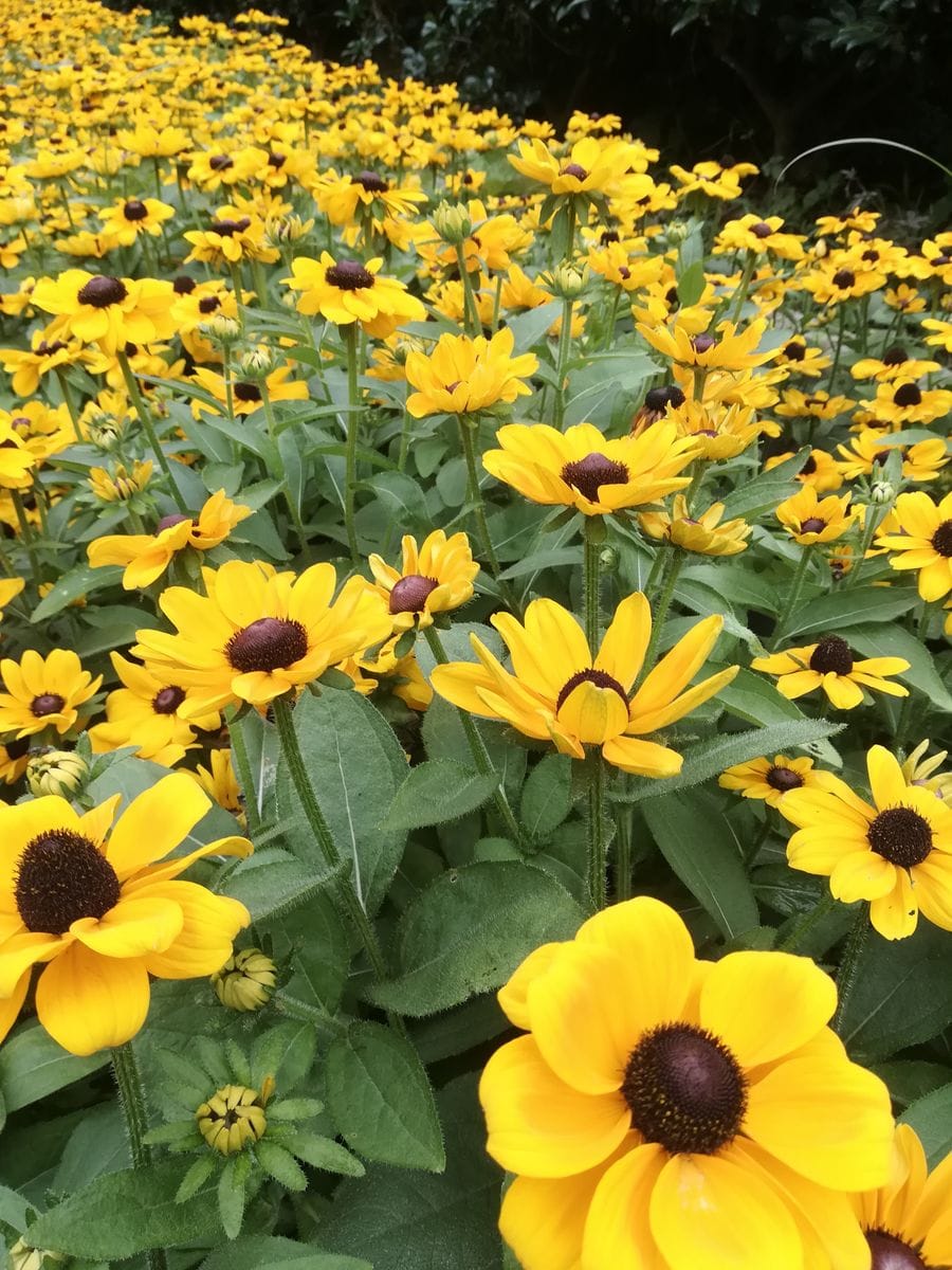 薄陽さす森の花壇