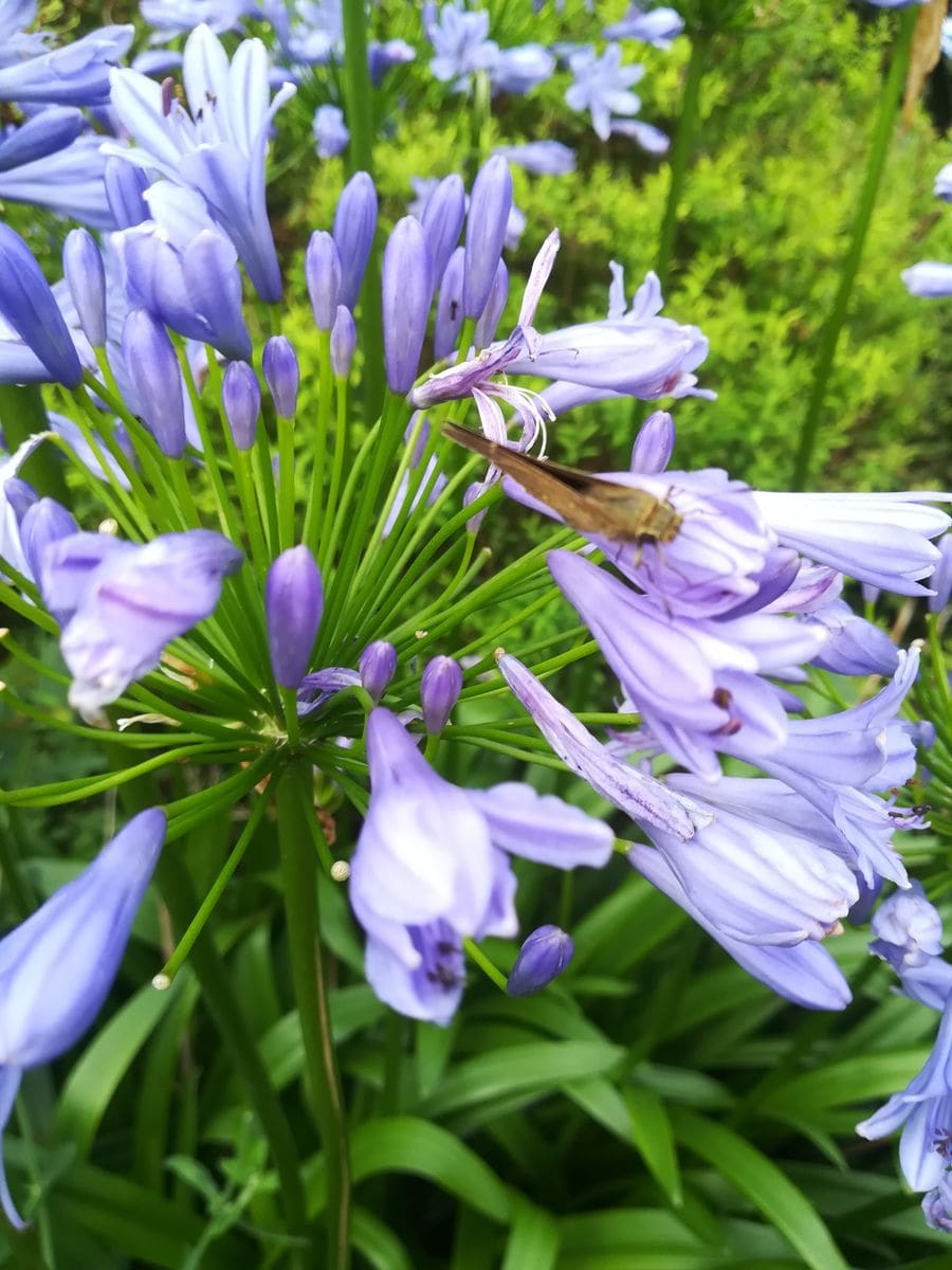 薄陽さす森の花壇