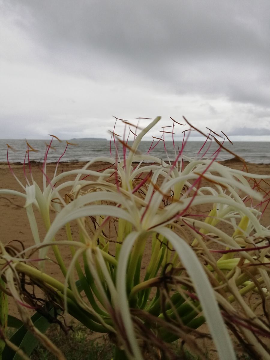 　雨☔。合歓の木。浜木綿。