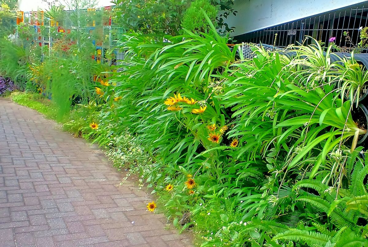 今日の作業　アガパンサスの花整理