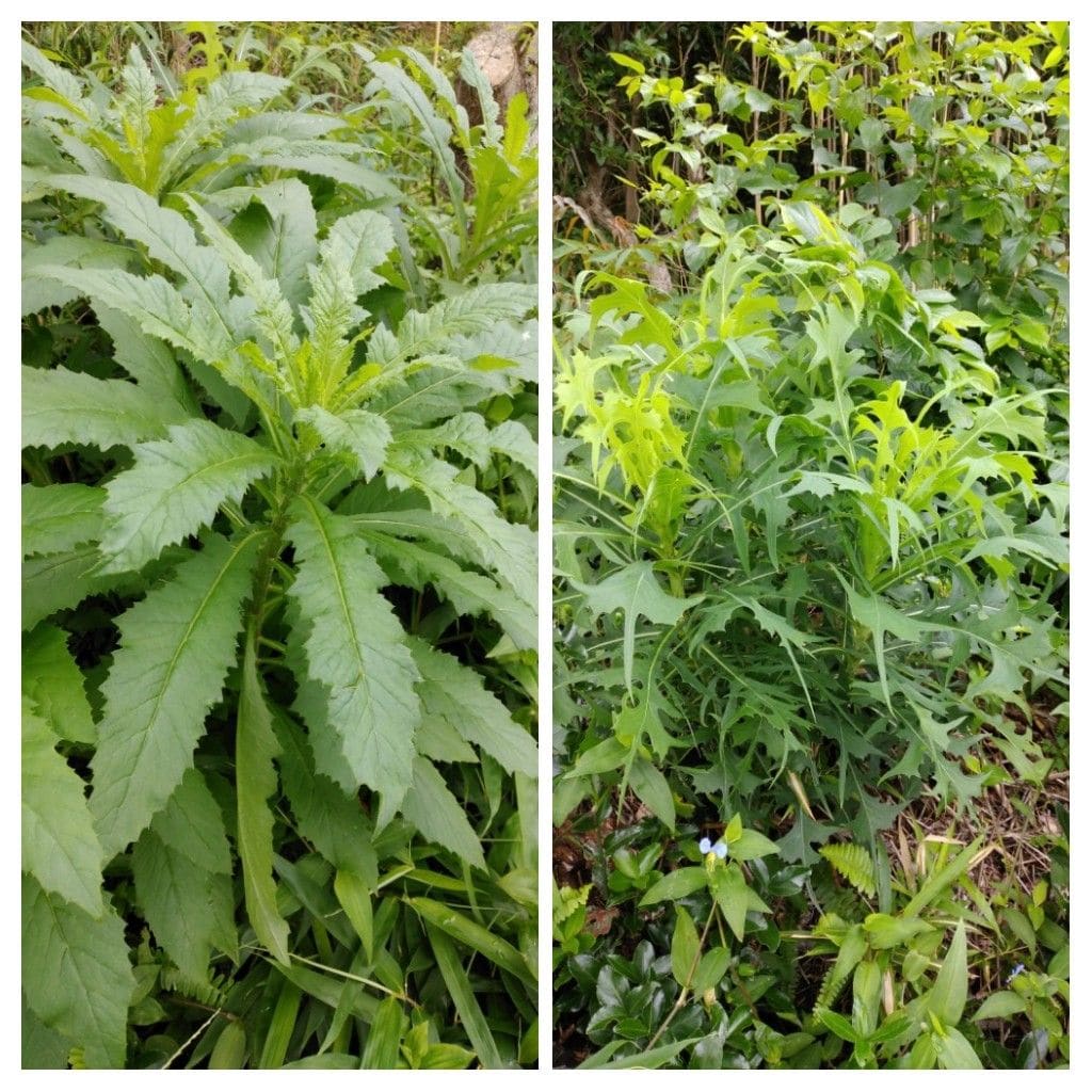 散歩道で見かけた植物！