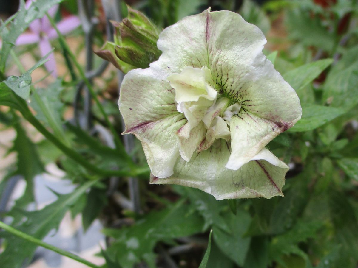 ペチュニアの挿し芽