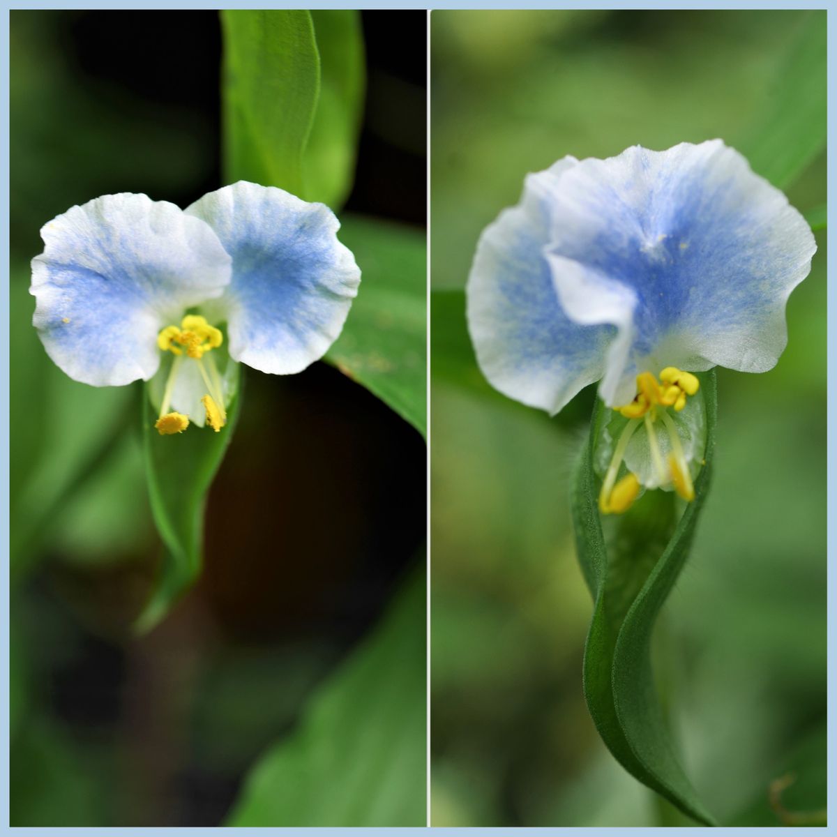 小さなお花たち....メガネツユクサなど