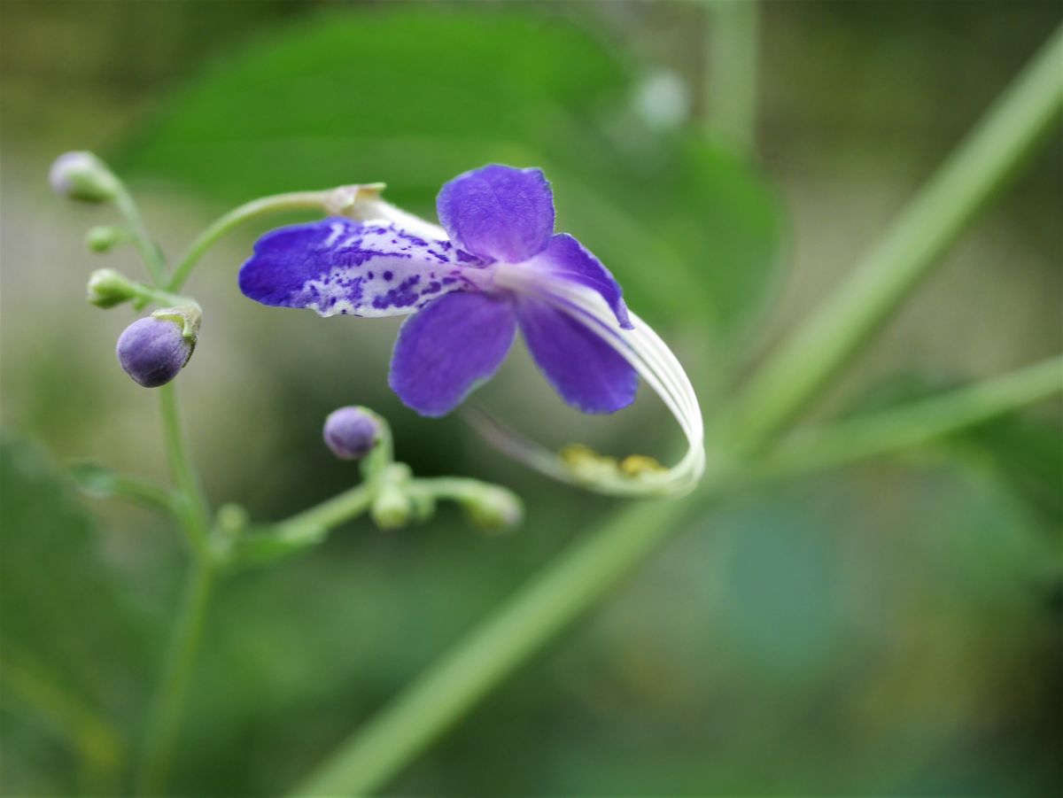 小さなお花たち....メガネツユクサなど