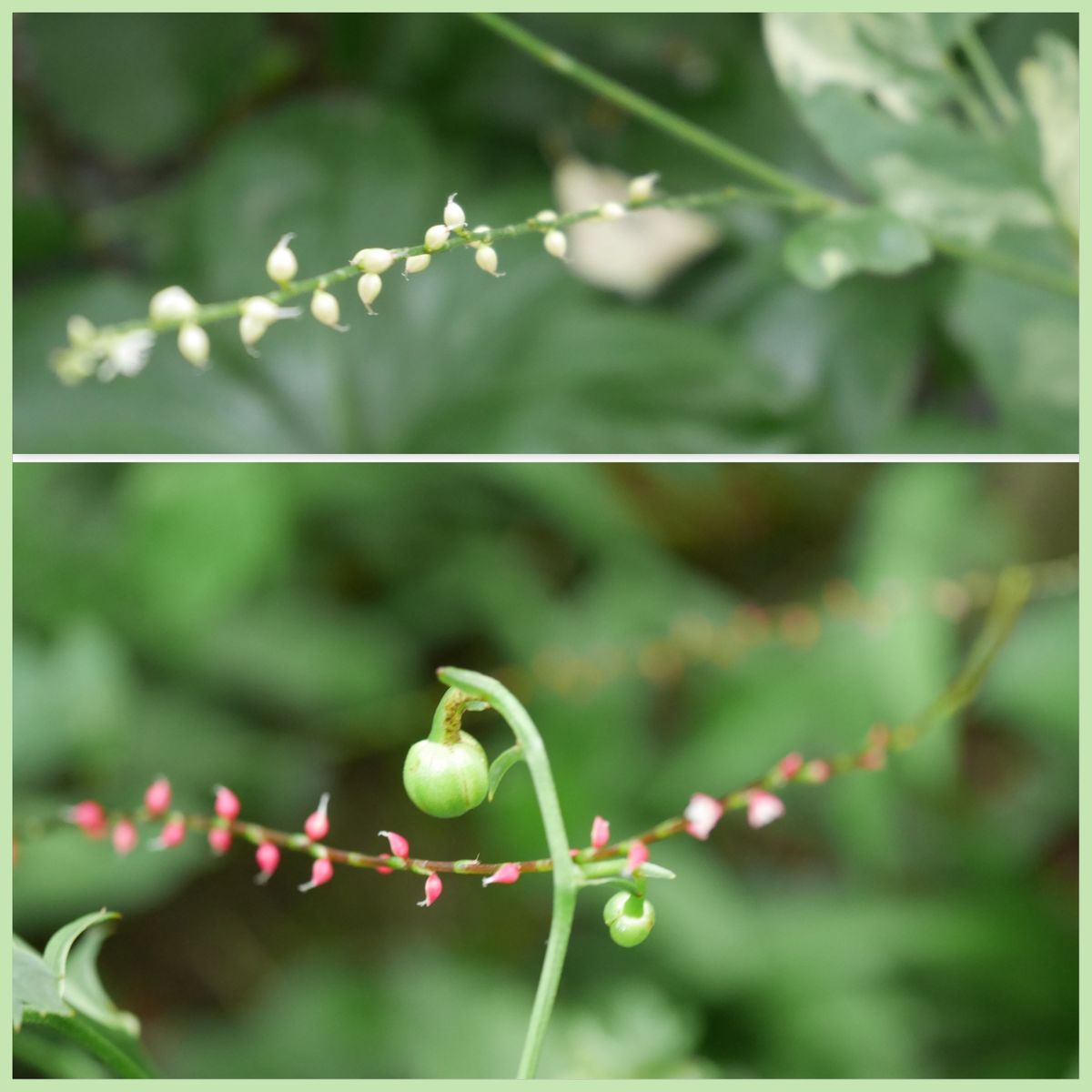 小さなお花たち....メガネツユクサなど