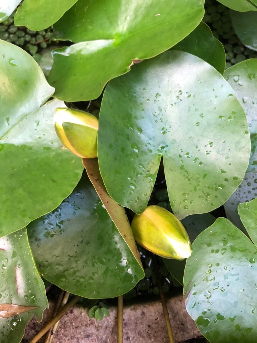 蓮の花が綺麗に咲きました。