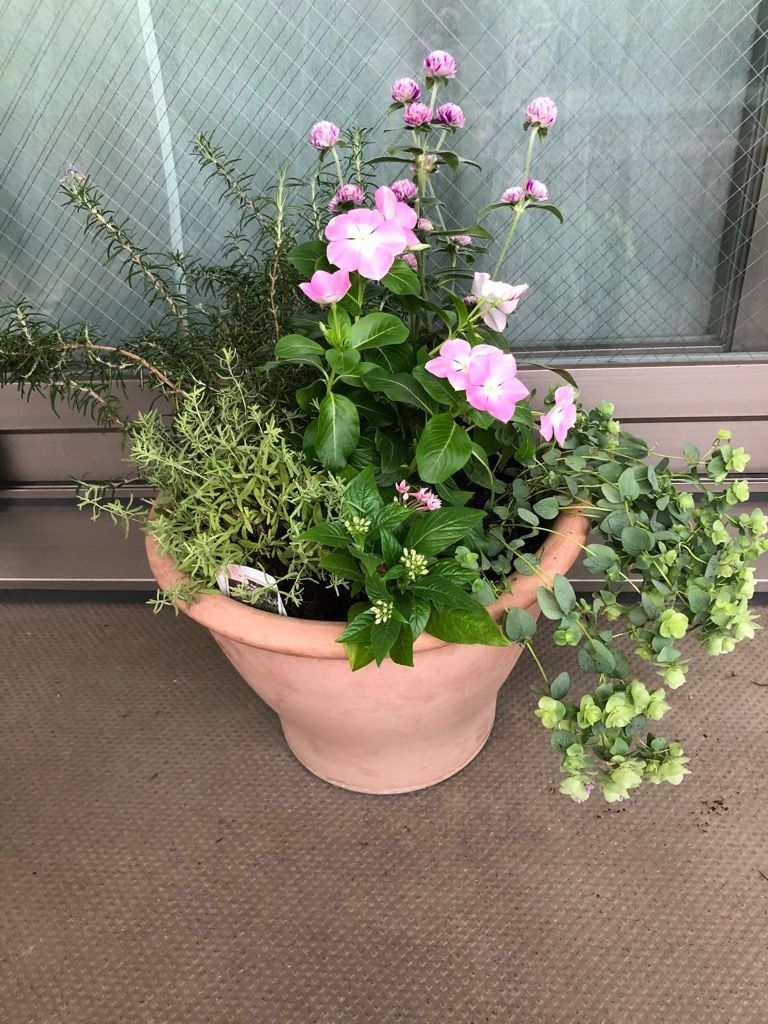 夏の寄せ植え