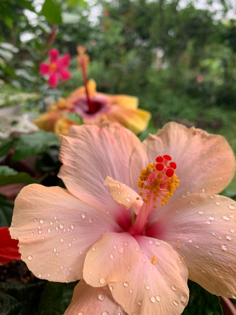 (*´艸`)またまた開花🌺