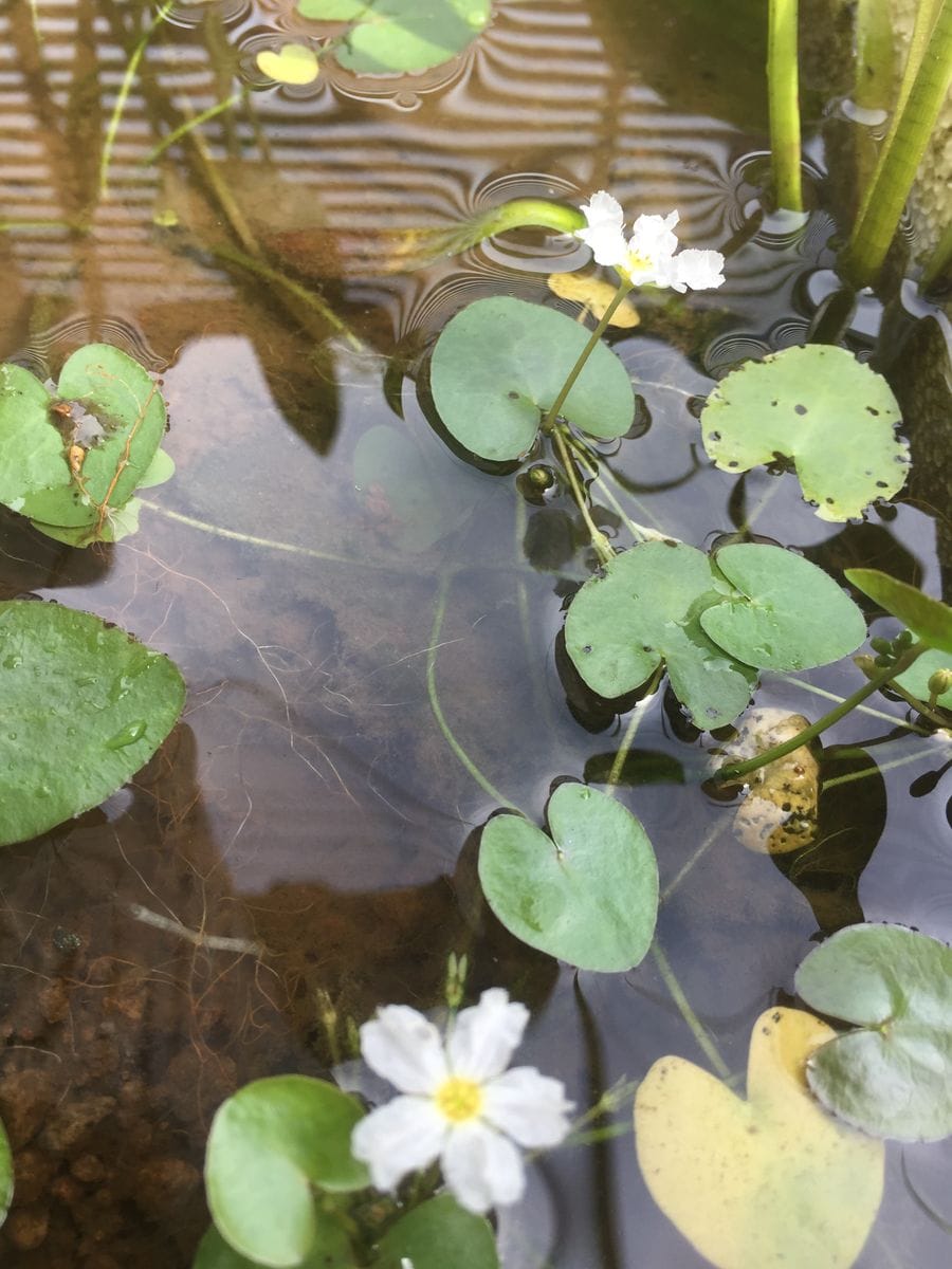 水草ヒメチドリ