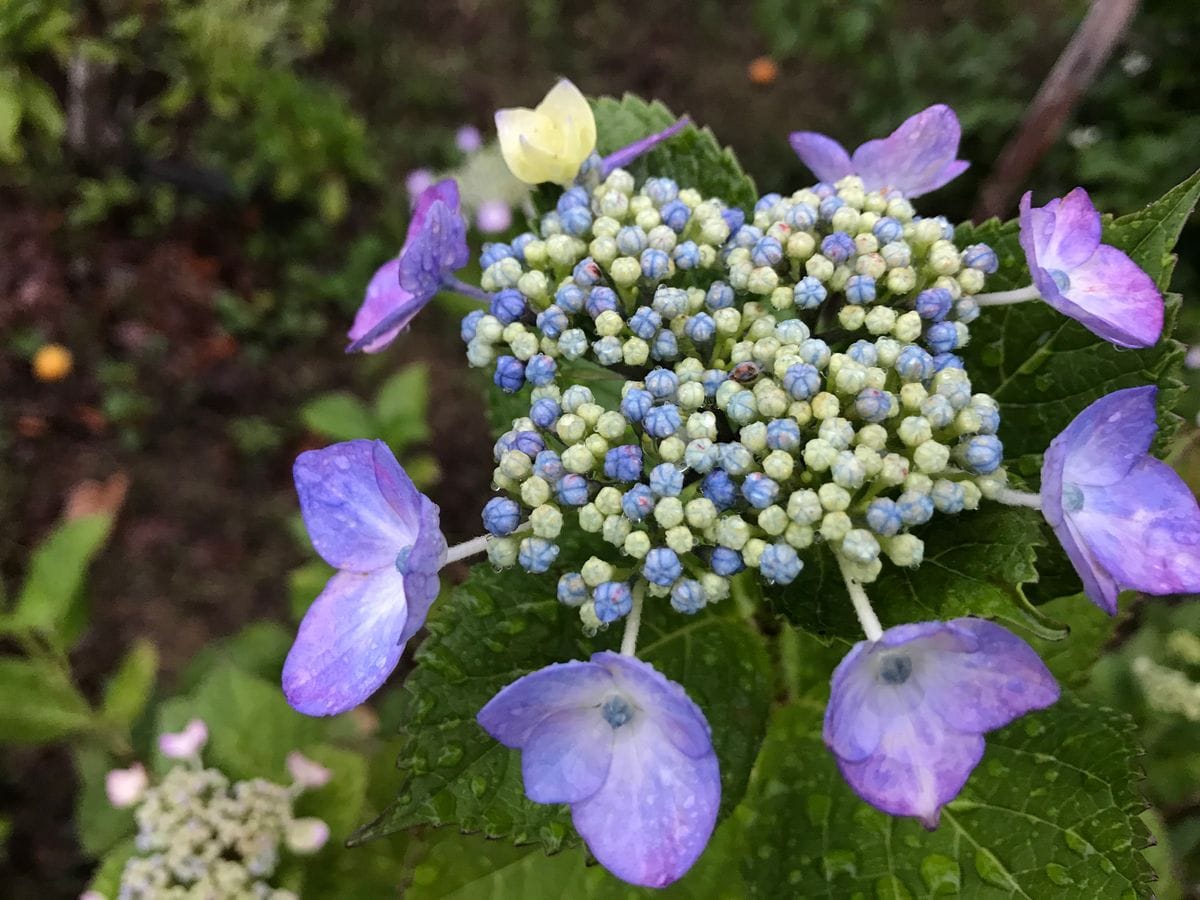 庭の紫陽花