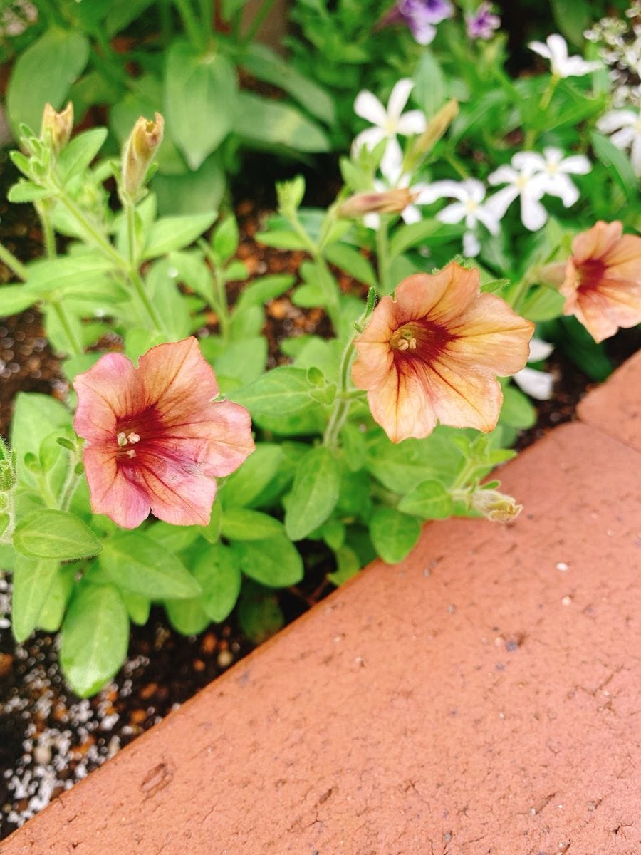 今朝の花たち（一部訂正アリかも💦）