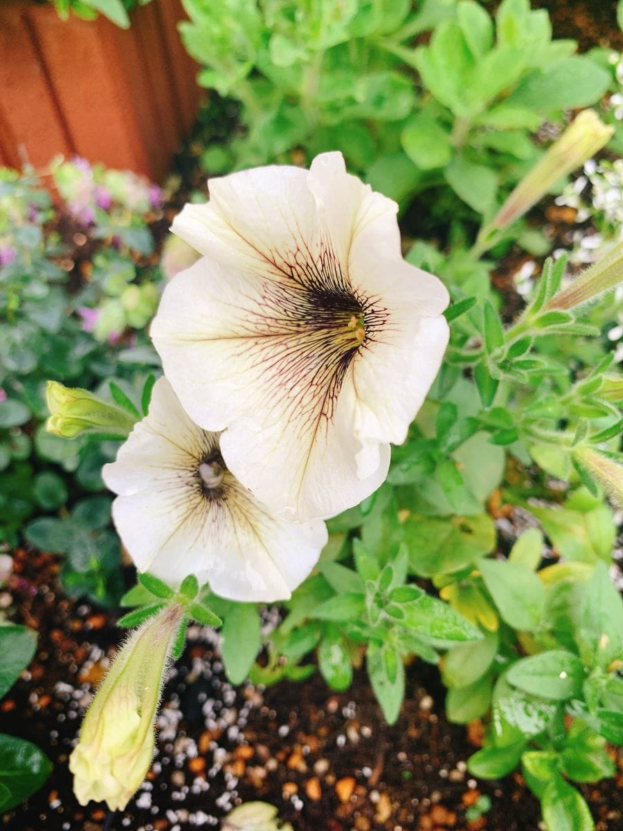 今朝の花たち（一部訂正アリかも💦）