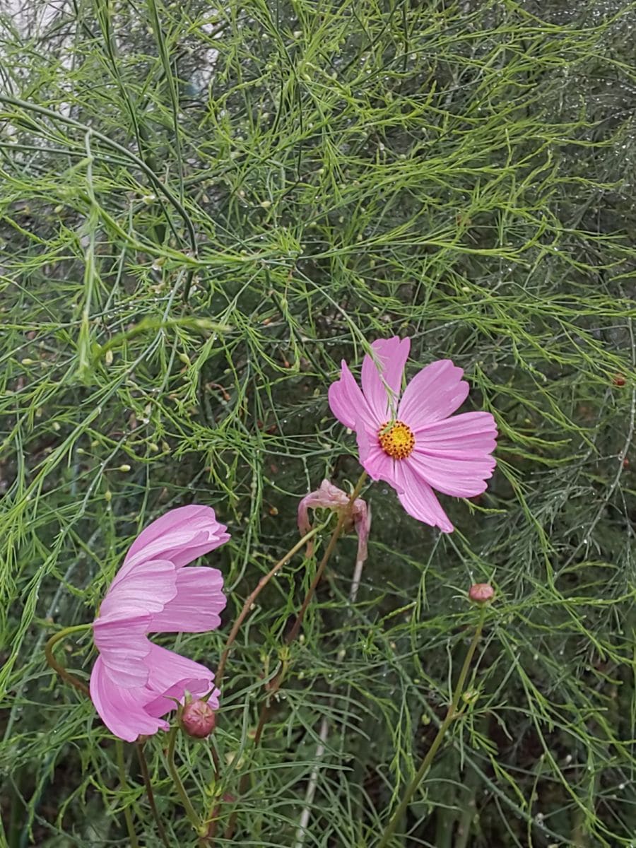 曇りでもいい。雨でなければ🌂