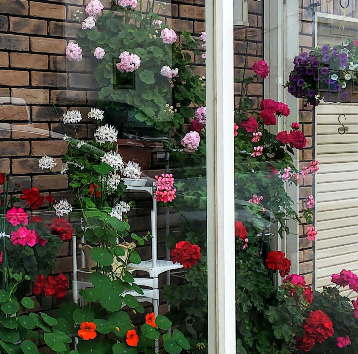 ご近所の花⑦温室✨