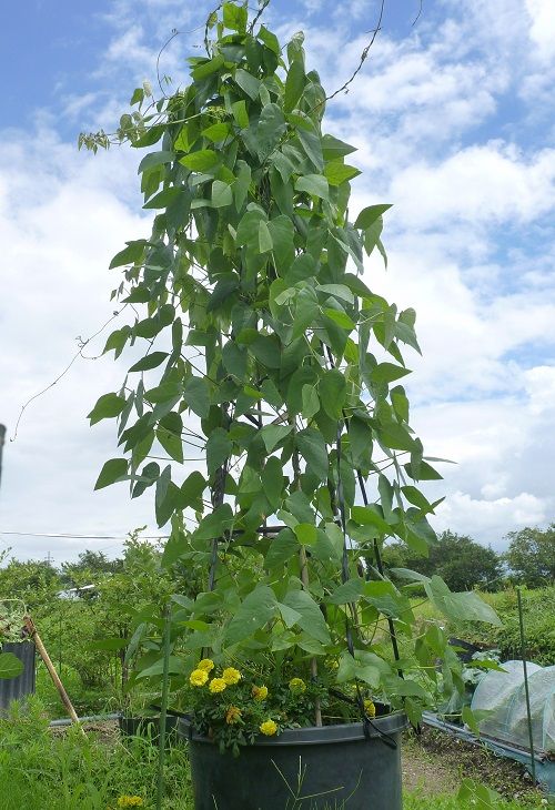 八升豆の「花」と「実」