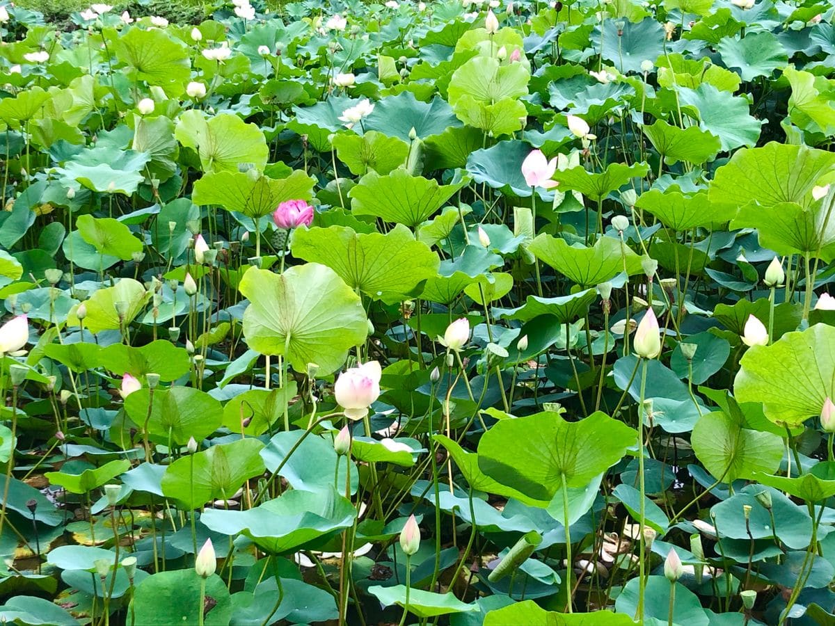 神秘的な蓮の池