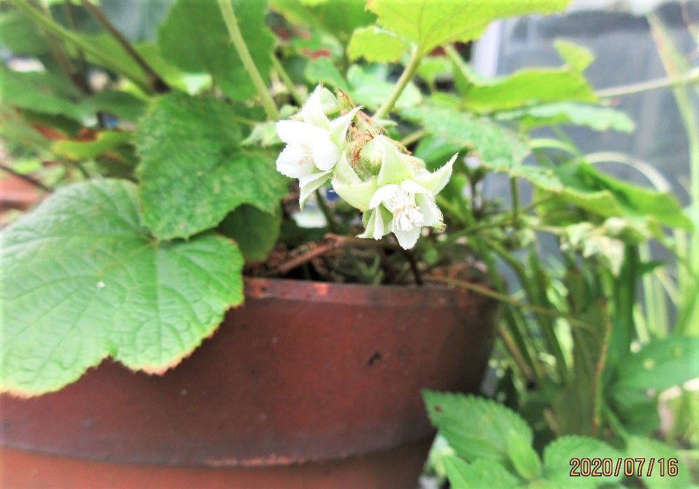 やっと、低木『深山冬イチゴ』に花が咲いた！