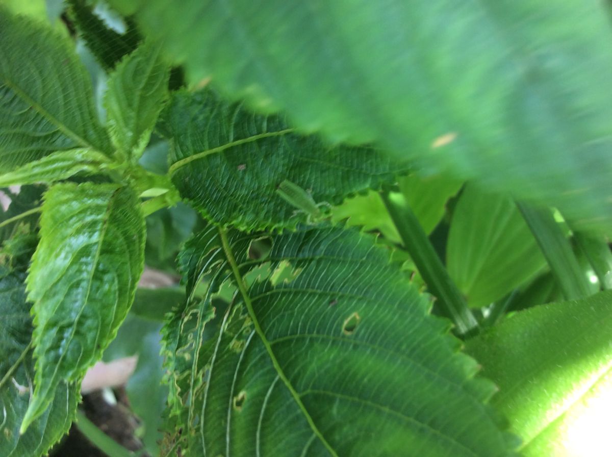 ヤット  お天気に