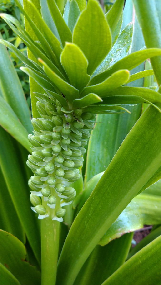 紫陽花「モナリザ」