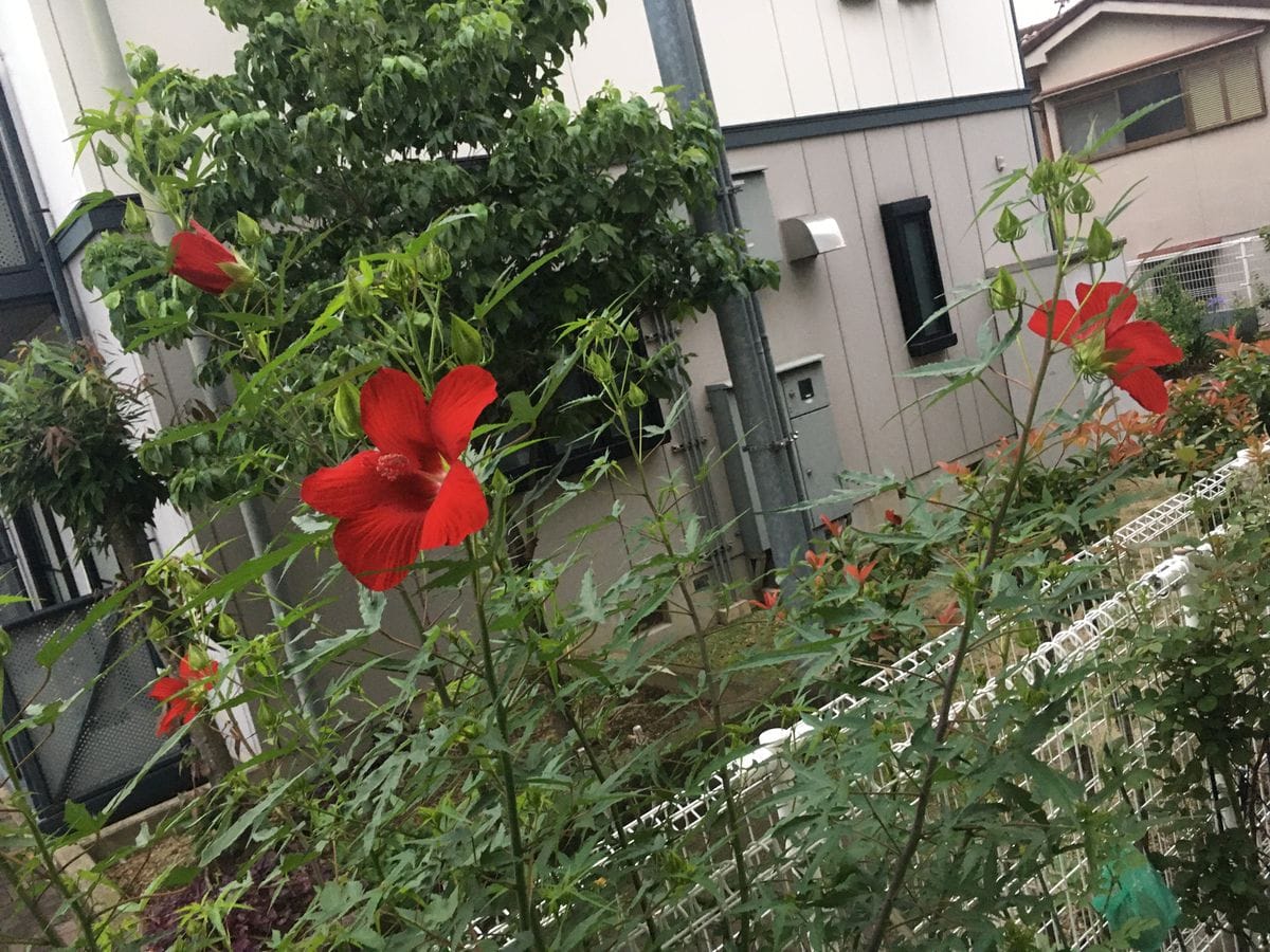 雨の朝☔️