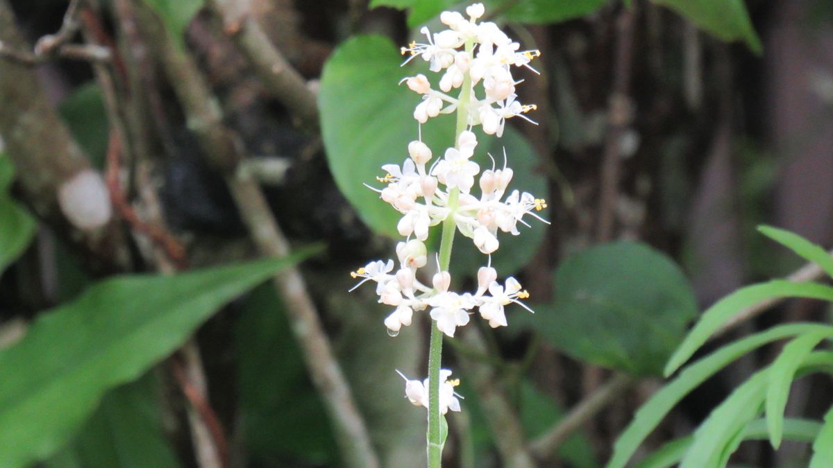 お花見散歩-薮茗荷