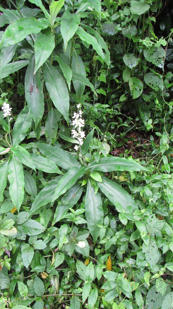 お花見散歩-薮茗荷