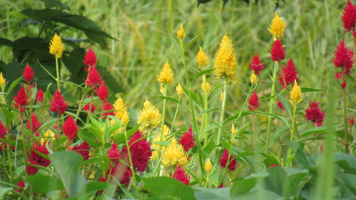 お花見散歩-ケイトウの庭