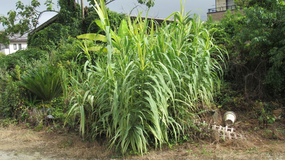 お花見散歩-蒲の穂-斑入葮竹