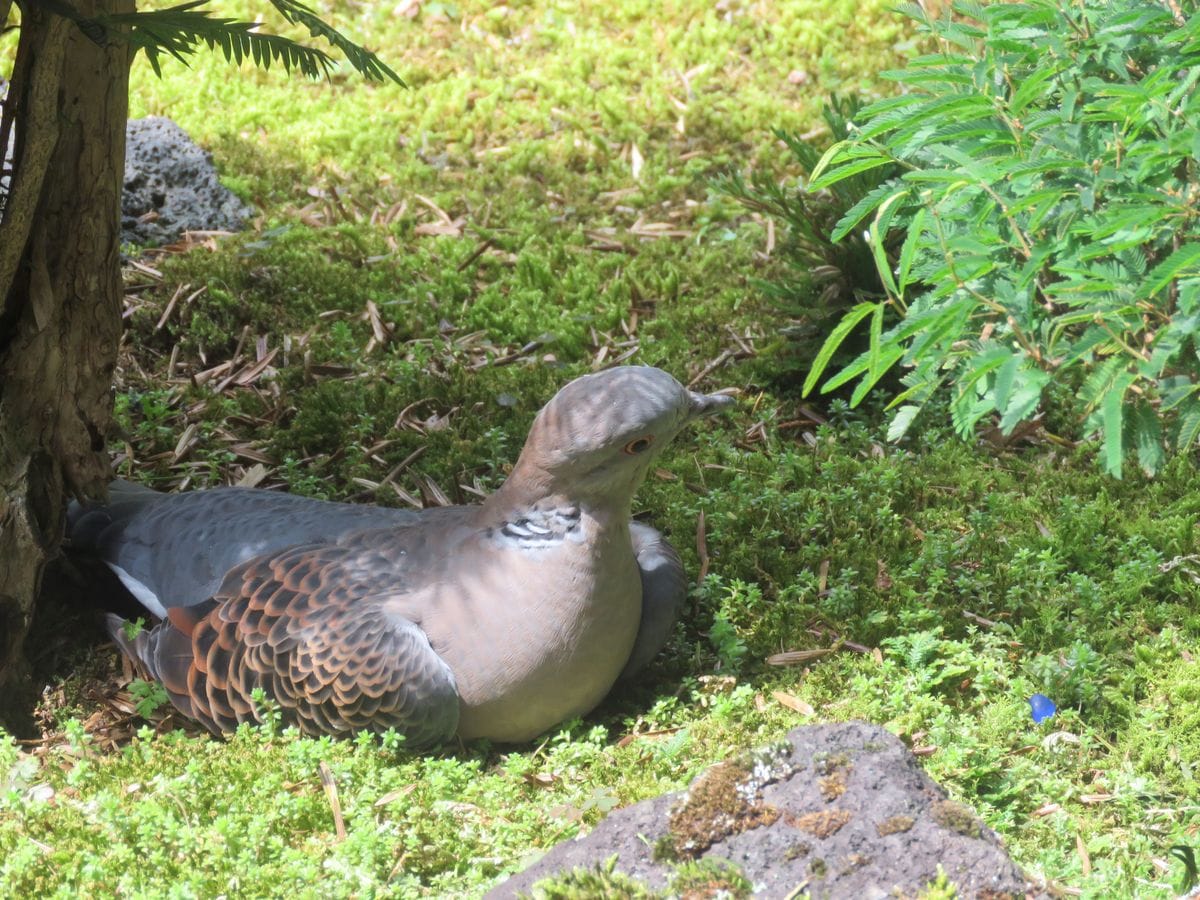 カヤの木陰で一休み キジバト