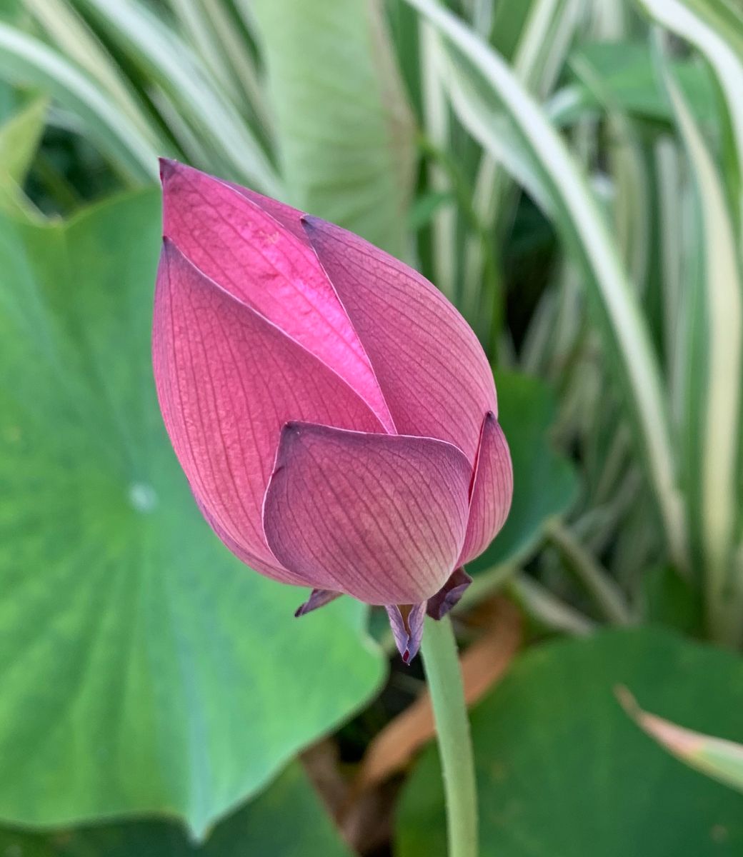 今日の花