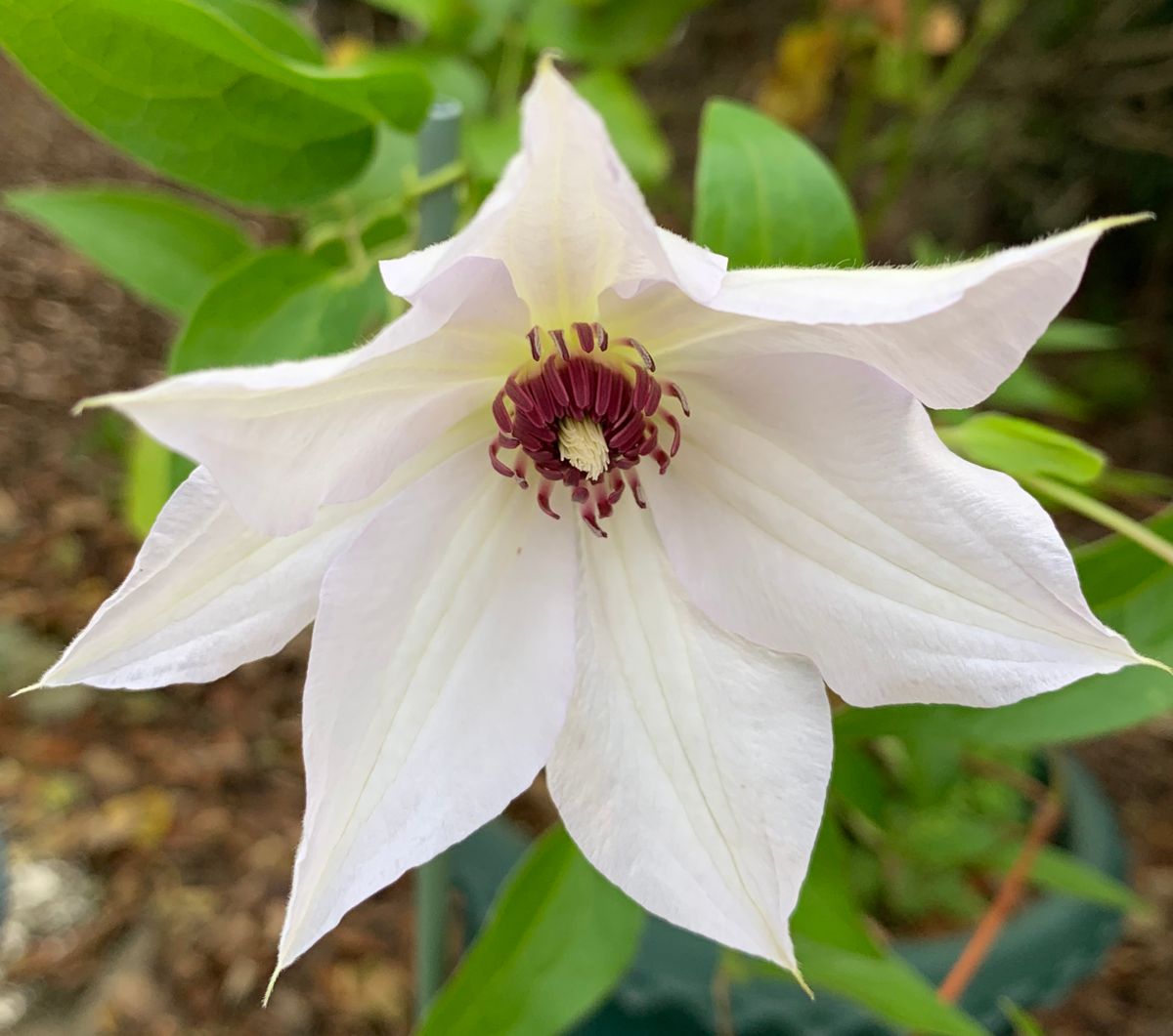 今日の花