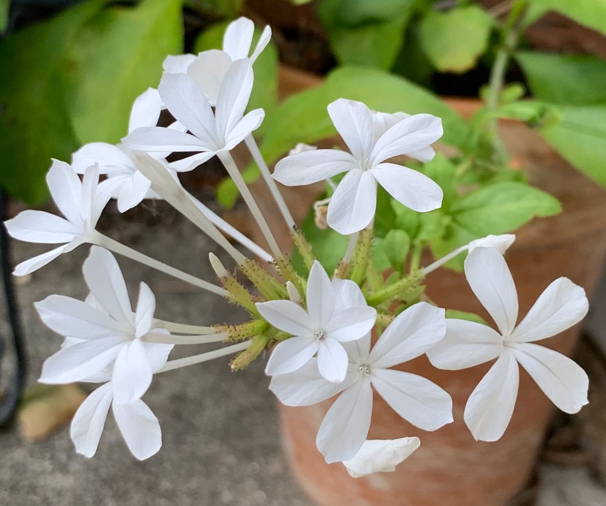 今日の花