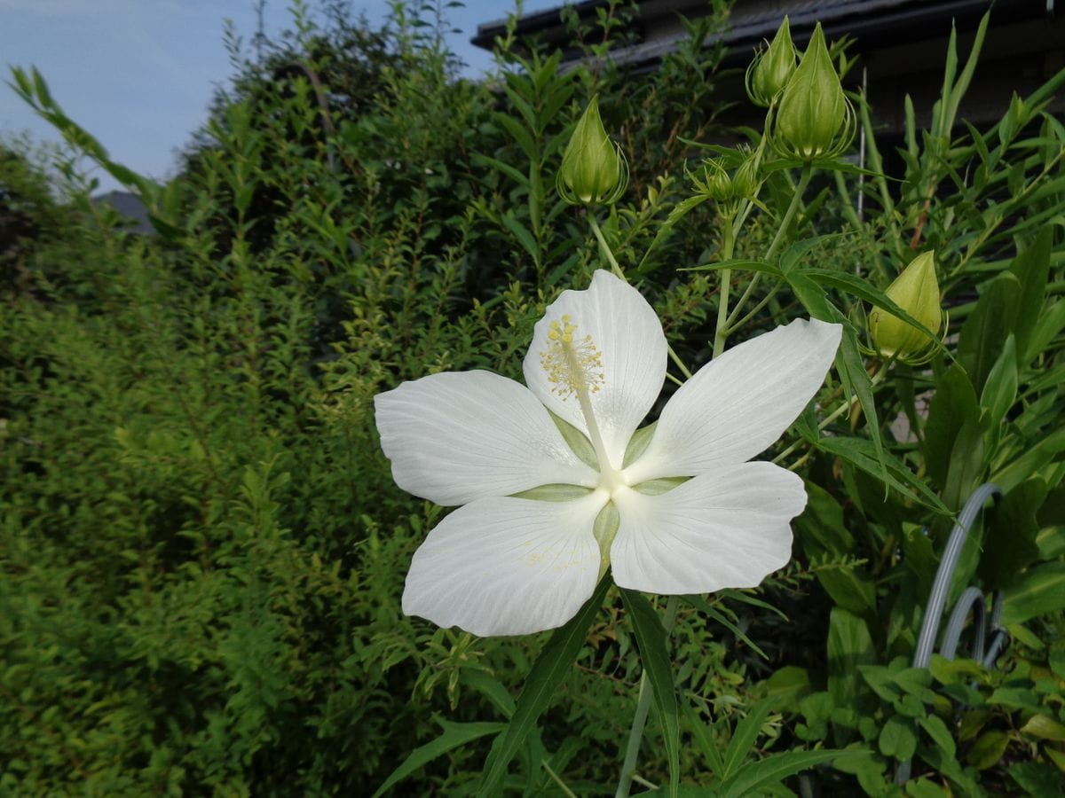 咲きました～＼(^o^)／