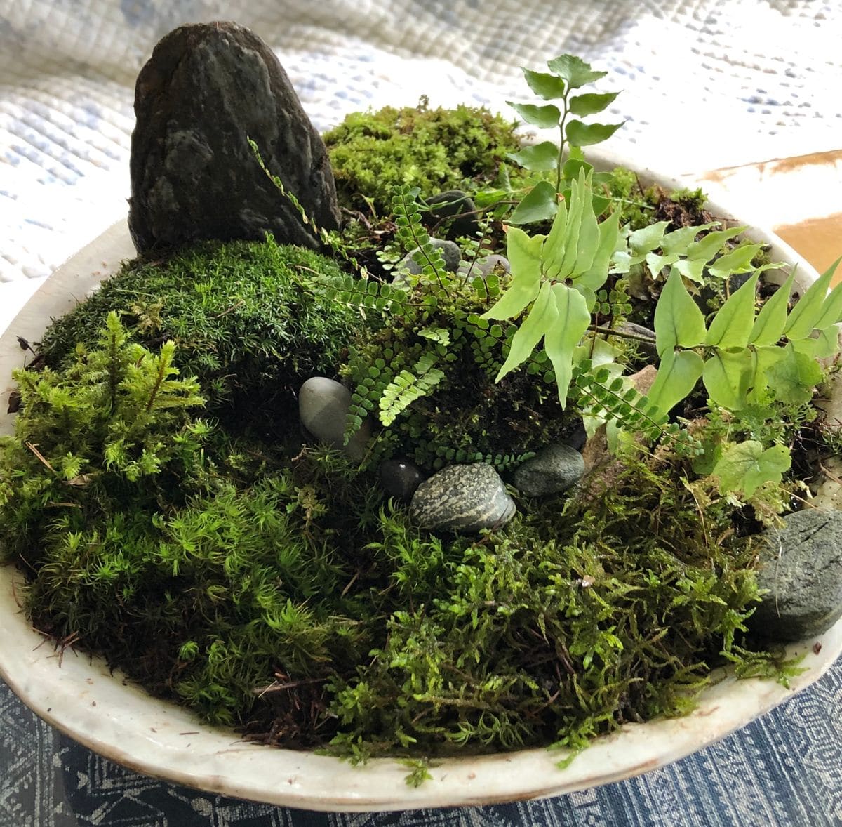 苔庭で癒し