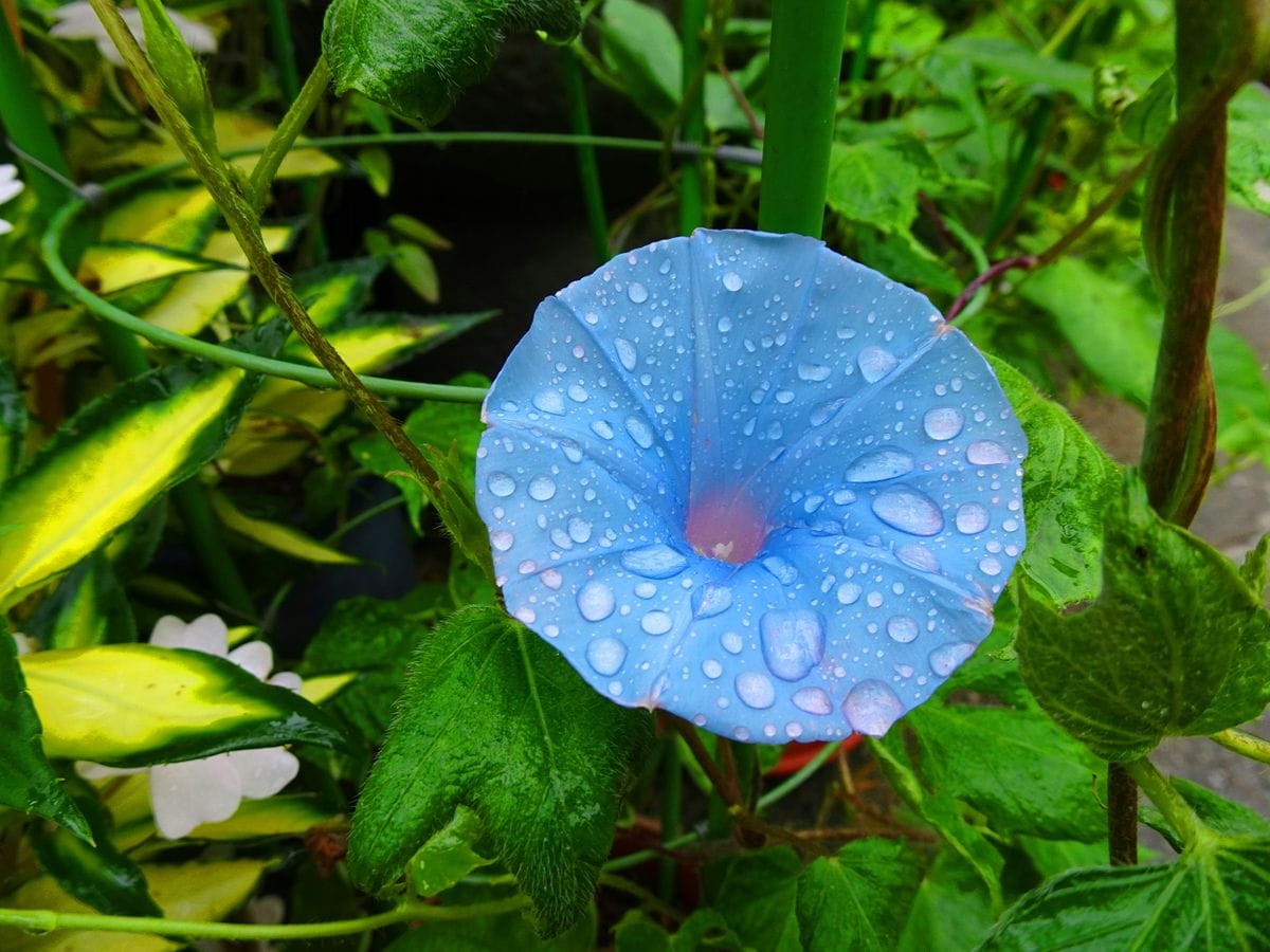 今日の初開花は・・・