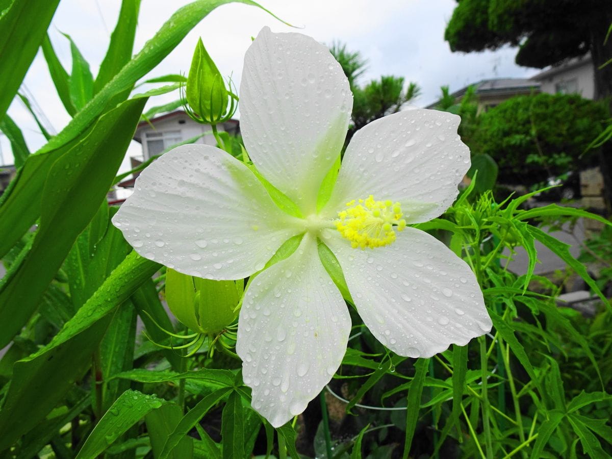 今日の初開花は・・・