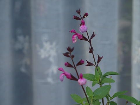 寄せ植え♪♪