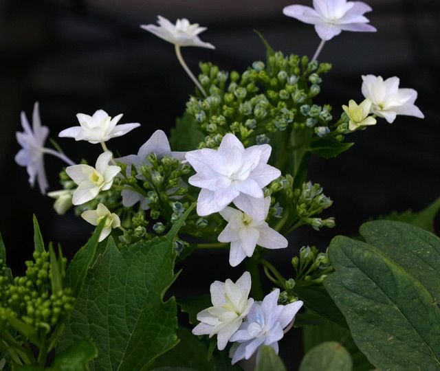 紫陽花　墨田の花火