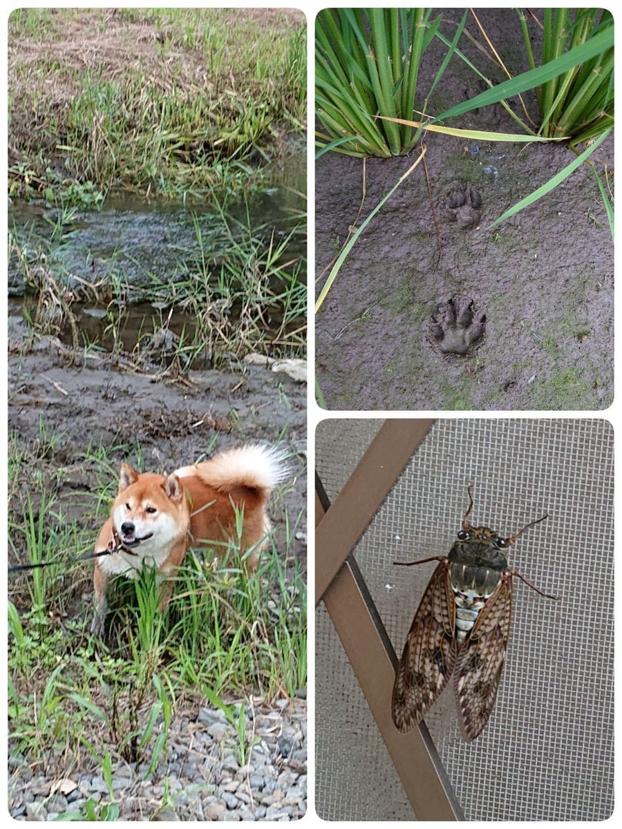 カエルを探せ🐸