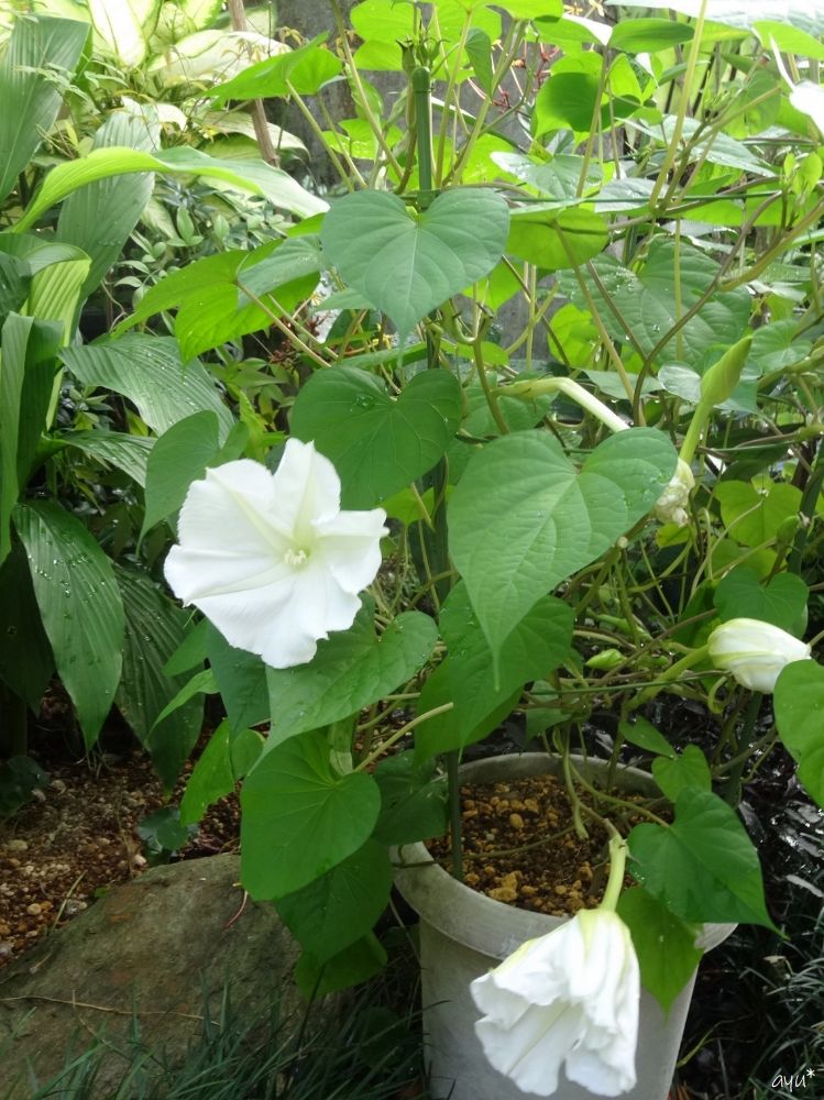 香る花咲いた～♪