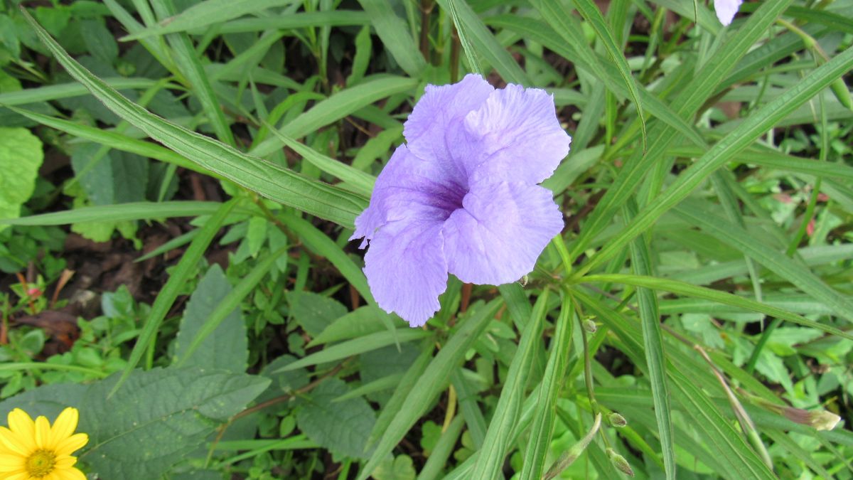 お花見散歩-柳葉ルイラ草