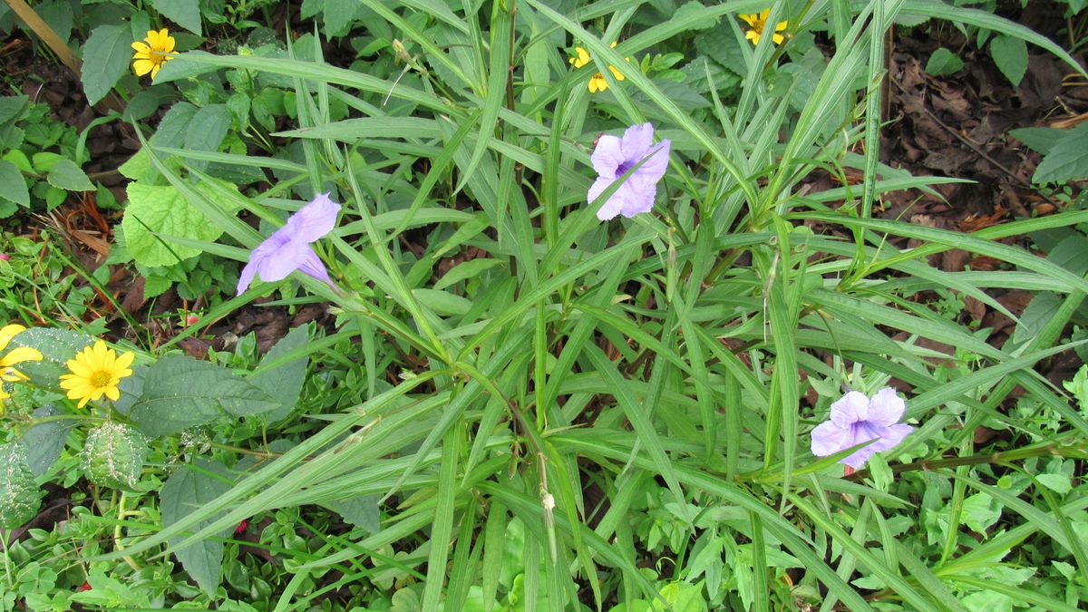 お花見散歩-柳葉ルイラ草