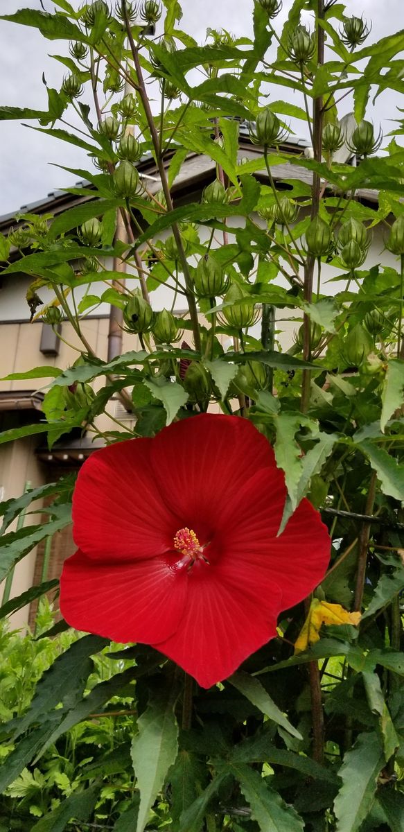 昨年より一日遅れただけの初花タイタンビカス「アドニス」