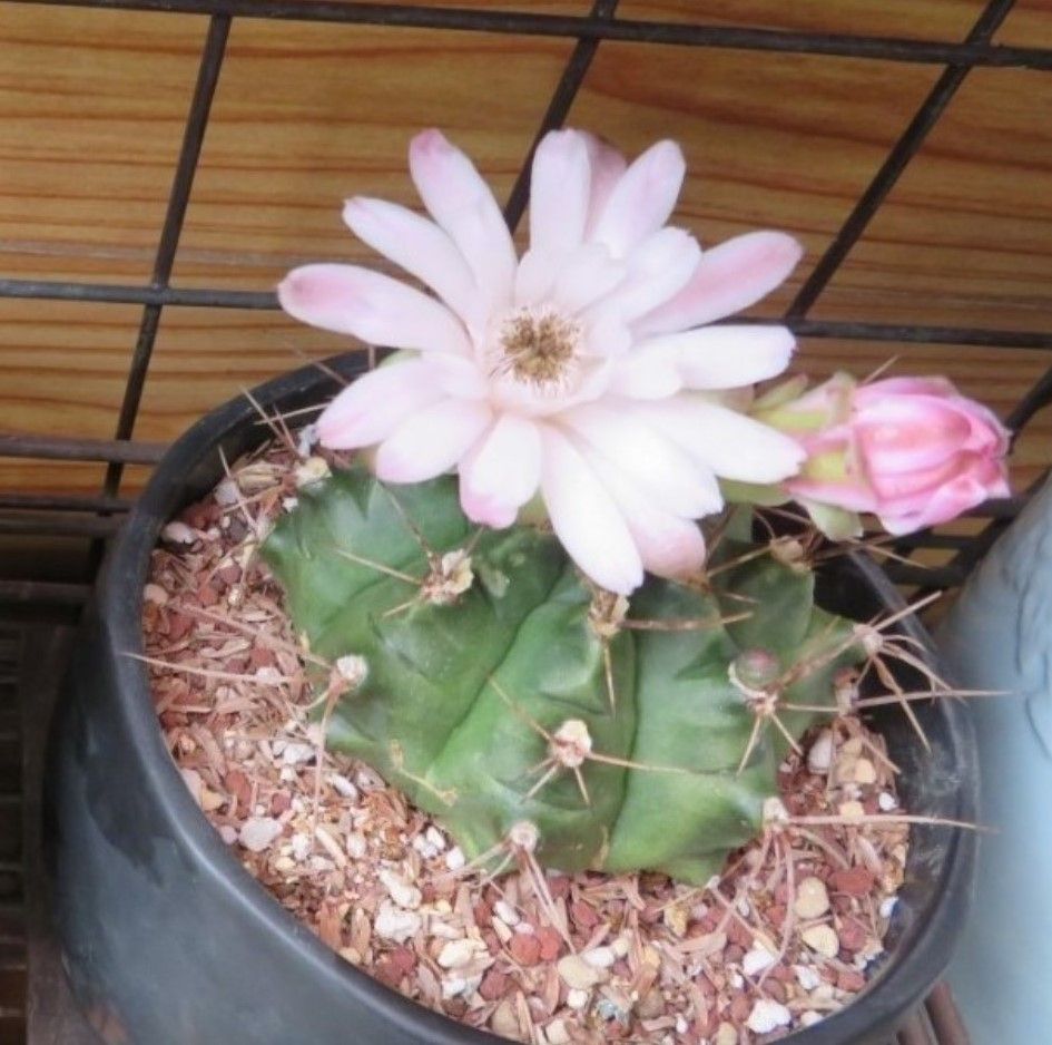 🌵３つのサボテン翠晃冠🌵