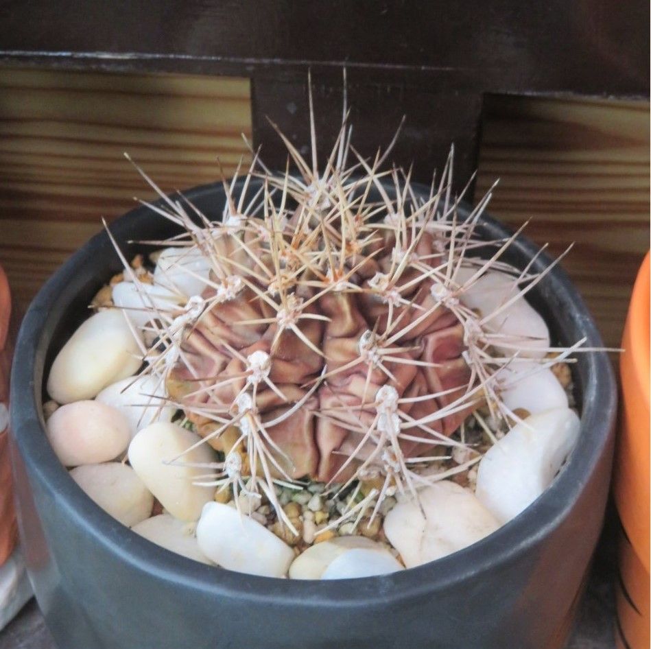 🌵３つのサボテン翠晃冠🌵