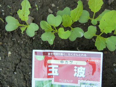 [i:230]野菜たちが成長してます