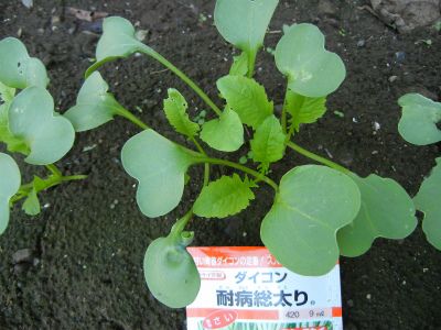 [i:230]野菜たちが成長してます