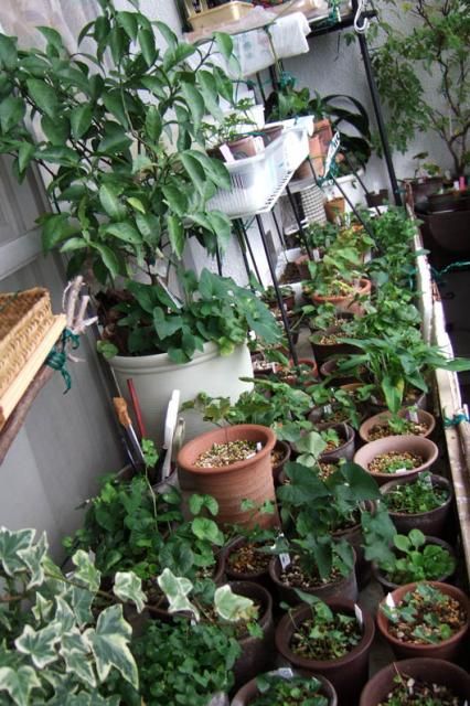 2012　秋　すみれの植え替え