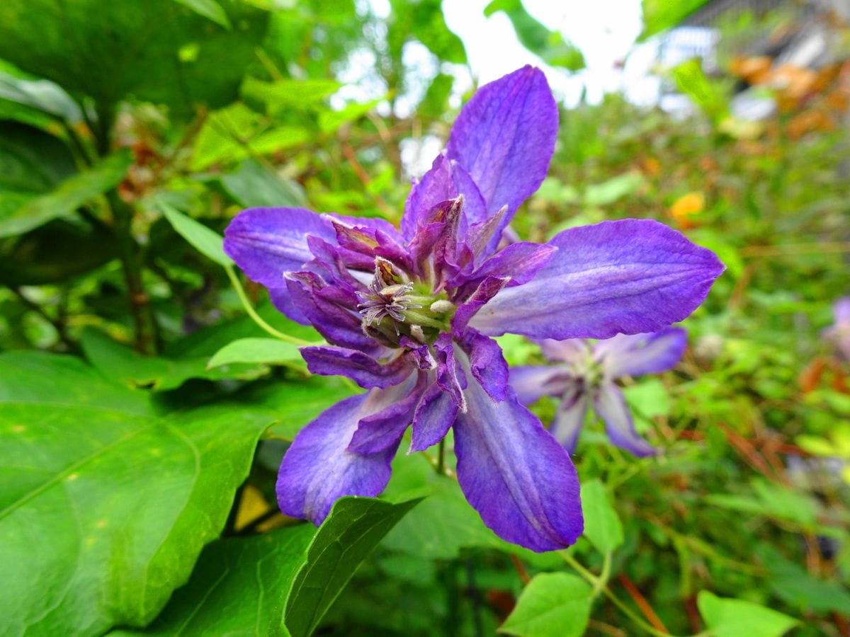 今日の初開花は・・・