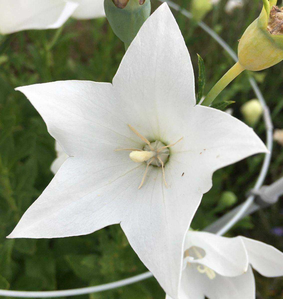 白い花（毎度、虫の話）